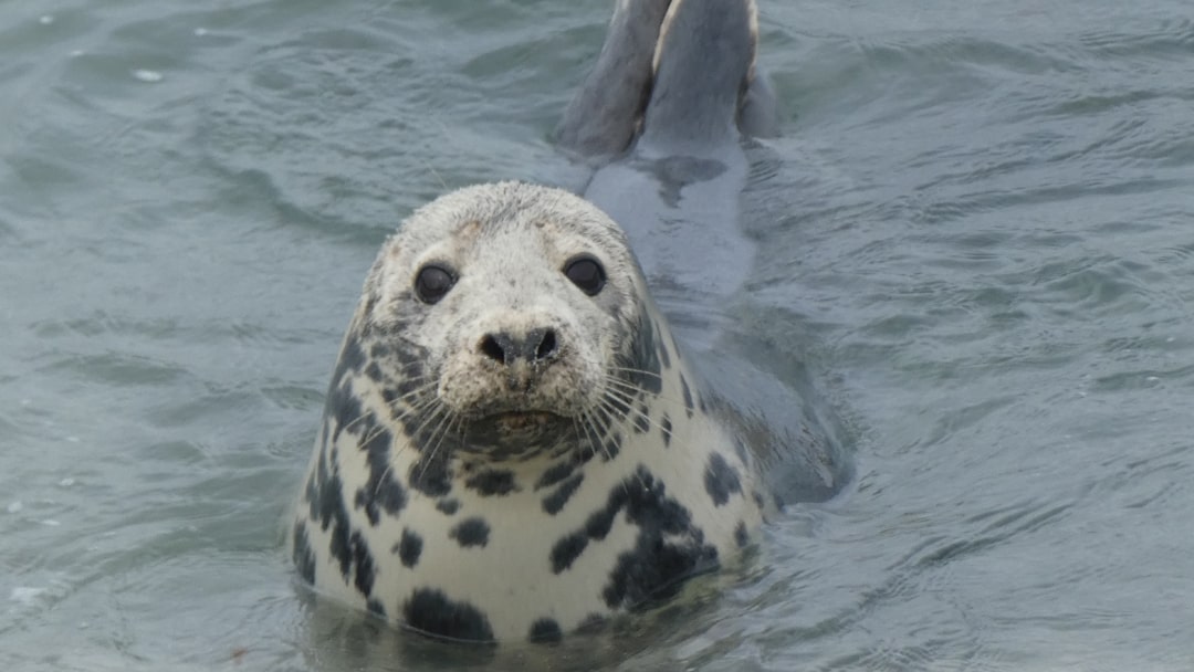 A curious seal at Sanik Beach Burra