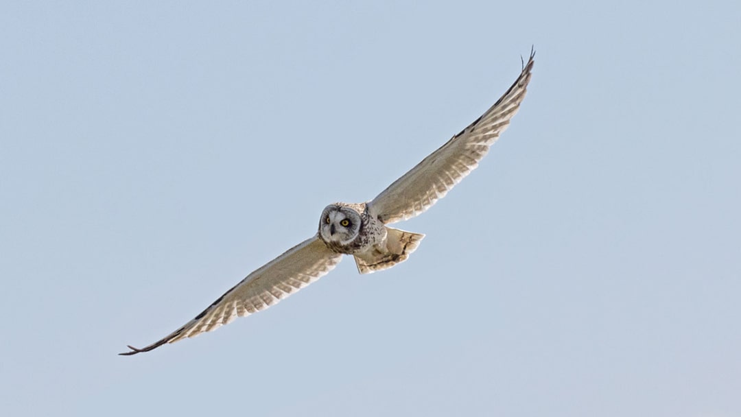 A short-eared owl in flight