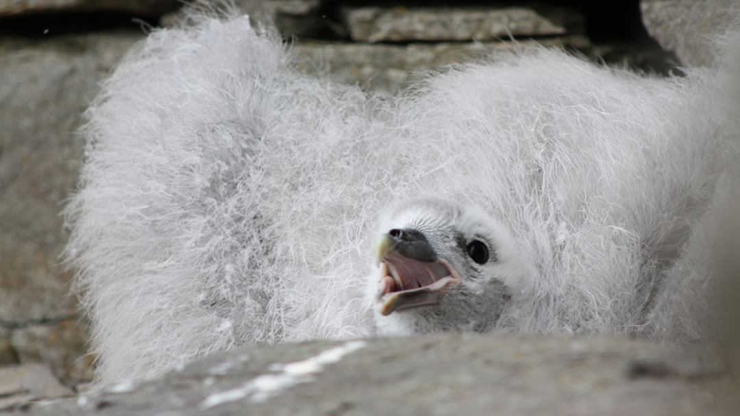 An angry fulmer chick at Midhowe broch
