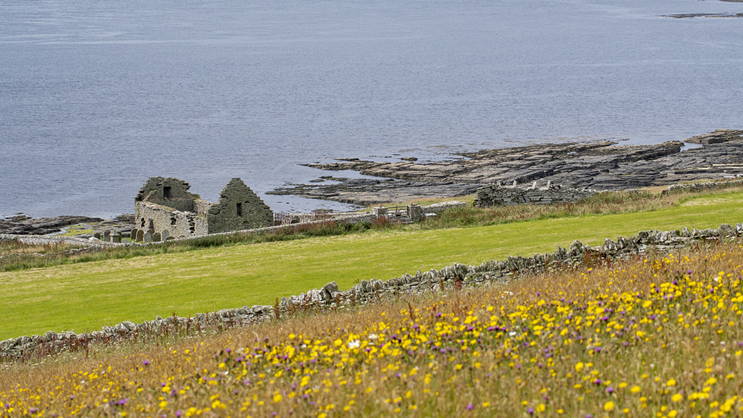 Beautiful flowered fields in Westness on Rousay