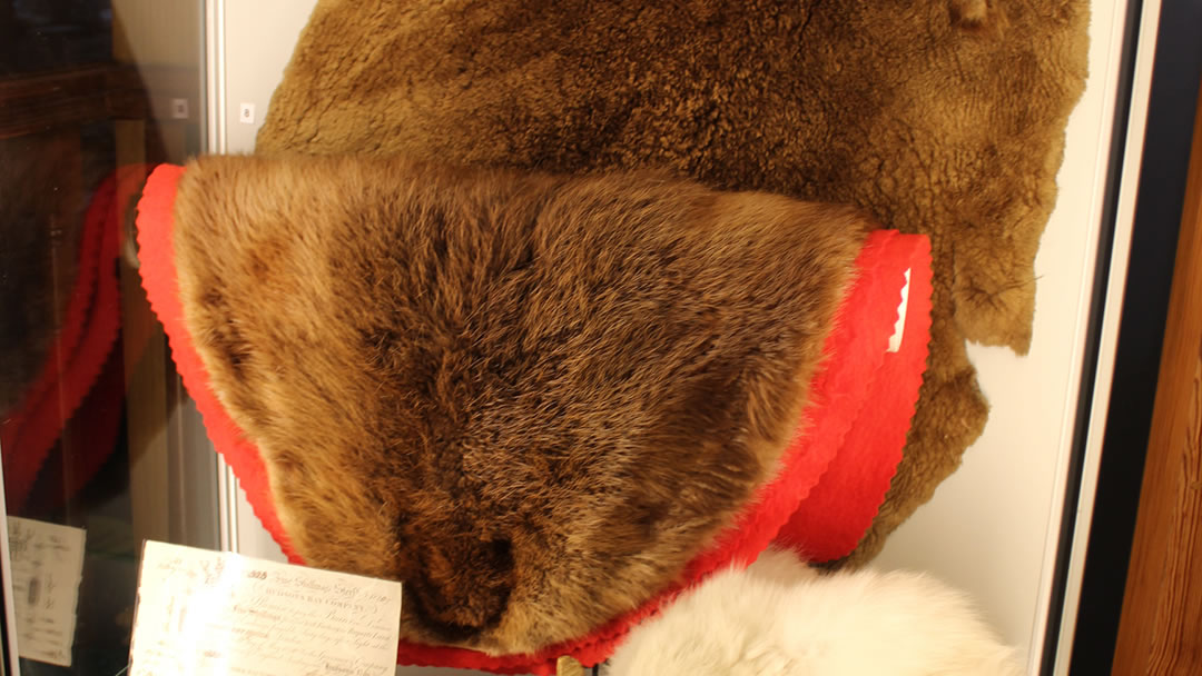 Beaver fur, pictured in Stromness Museum