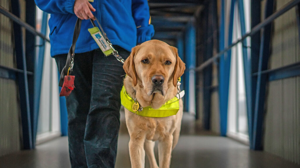Boarding the ferry to Orkney and Shetland with a guide dog