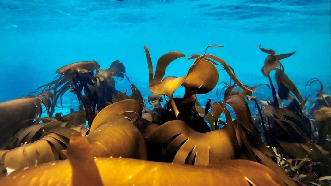 Brilliantly vibrant colours under the Shetland sea