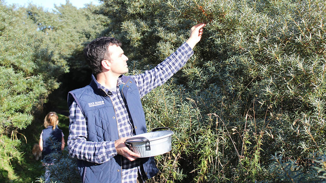 Choosing botanicals for Rock Rose Gin