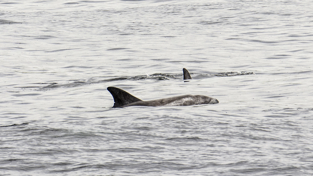 Dolphins spotted off Orkneys coastline