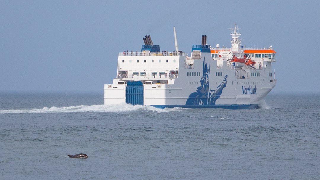 Dolphins swimming behind MV Hrossey at it departs from Aberdeen