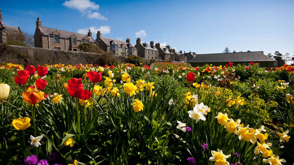 Flowers blooming in the Jubilee Flower Park in Lerwick, Shetland