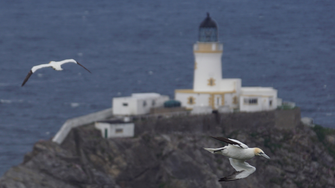 Gannets flying past Muckle Flugga Lighthouse