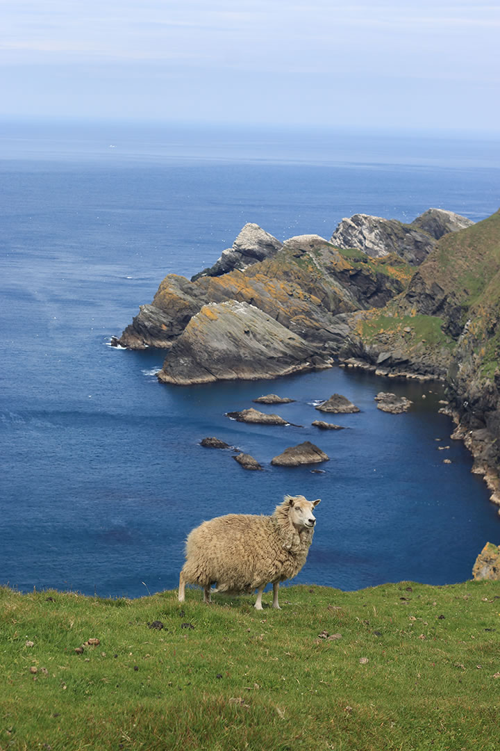 Hermaness in Unst, Shetland