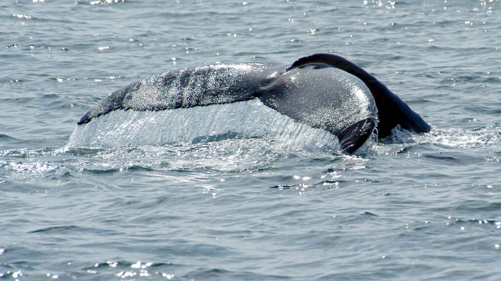 Humpback whale – whales can often be seen from Sumburgh Head in Shetland