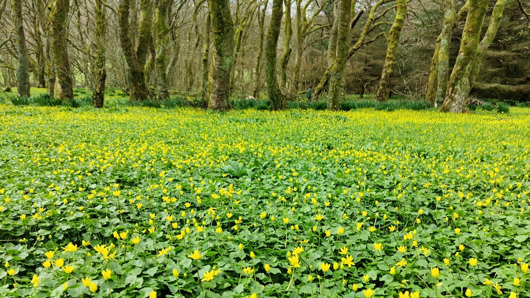 Kergord woods in Spring