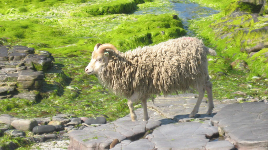 North Ronaldsay sheep on the shore