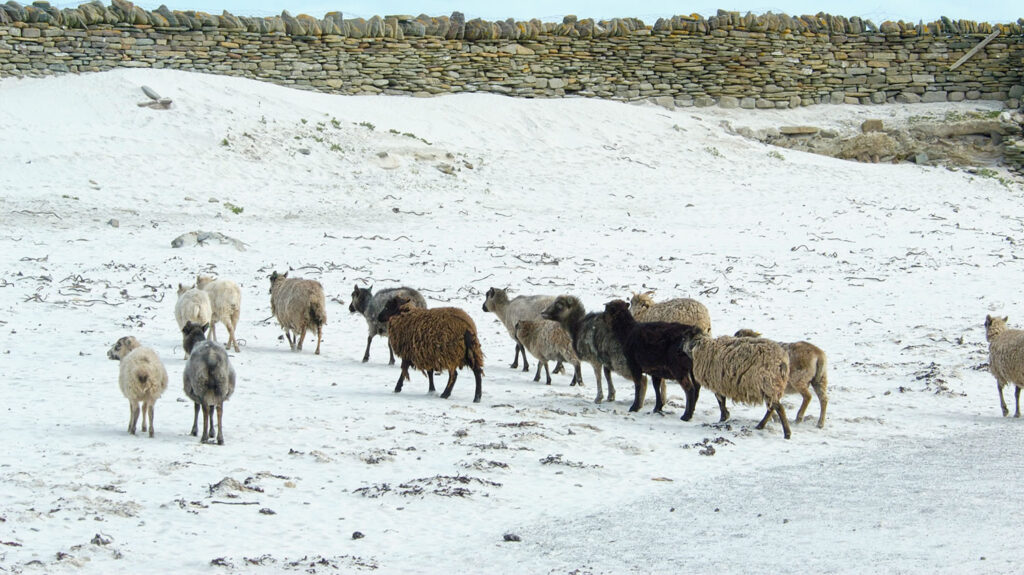 North Ronaldsay sheep Orkney