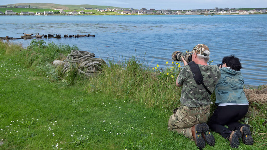 Photographing seals in Orkney