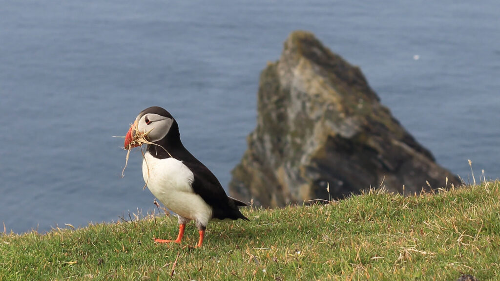 Puffin at Hermaness in Shetland