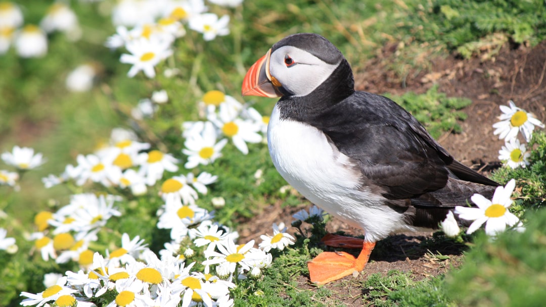 Puffin at Sumburgh Head, Shetland