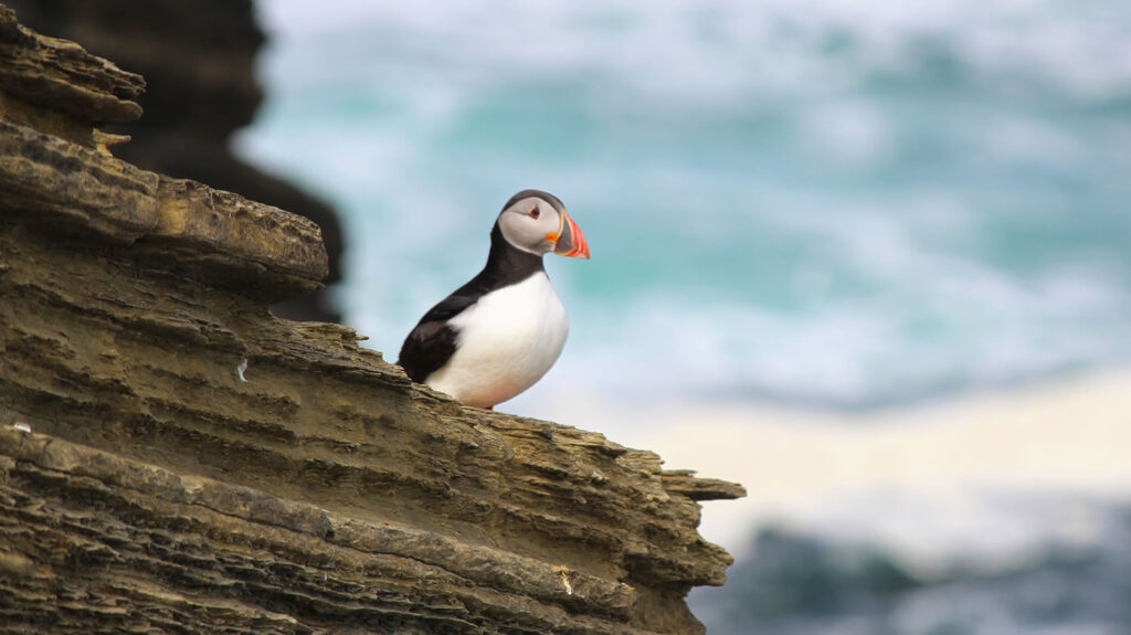 Puffins can be easily seen in Shetland and Orkney