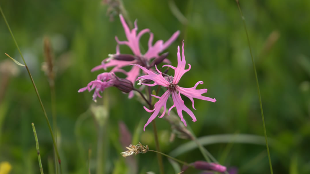 Ragged Robin (Lychnis flos-cuculi), Skaw