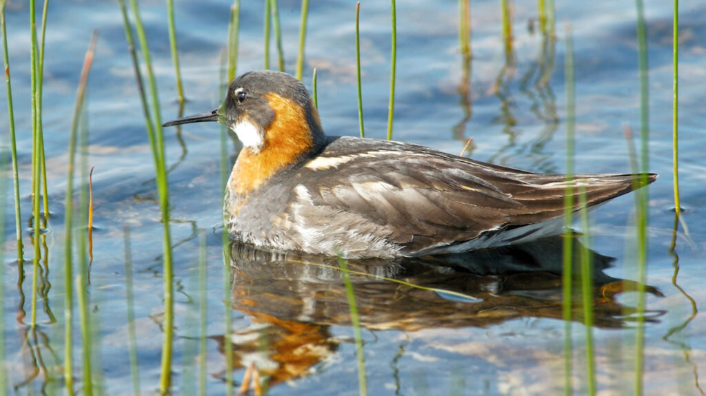 Red necked phalarope can be seen in Fetlar Shetland