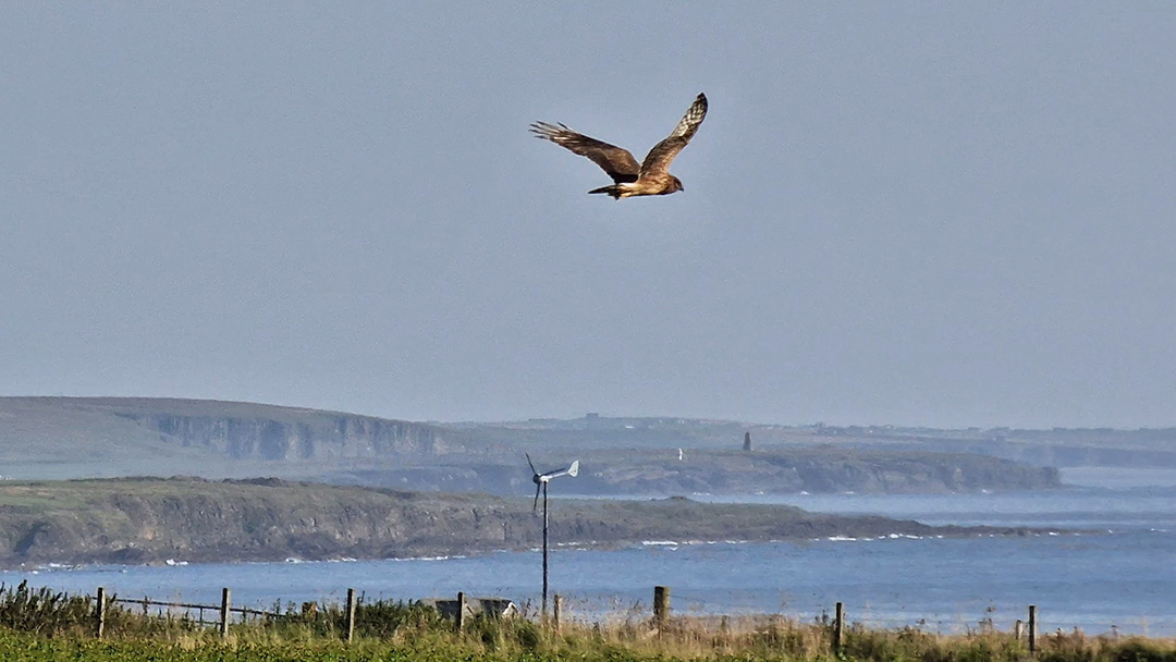 A ringtail hen harrier in flight