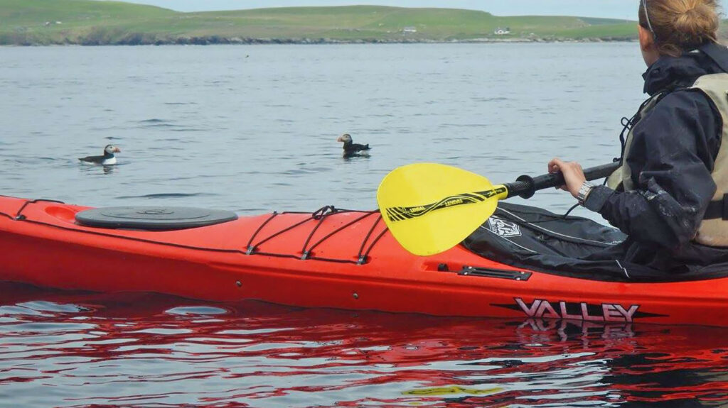 Meeting puffins whilst Sea Kayaking around Shetland
