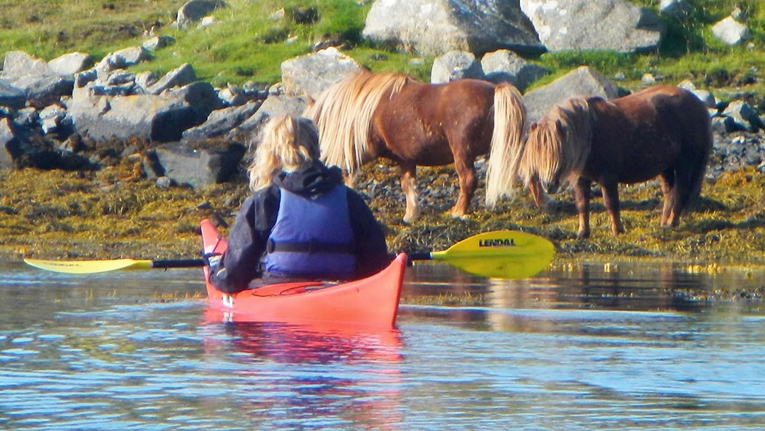 Meeting Shetland Ponies