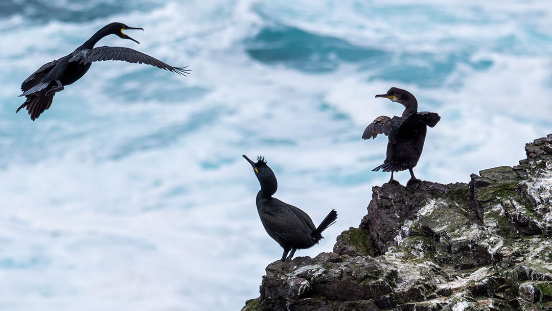 Seabirds on an island cliff