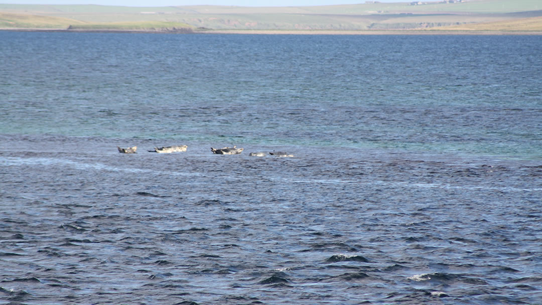 Seals on a sand bar, seen on the ferry trip back to the Orkney