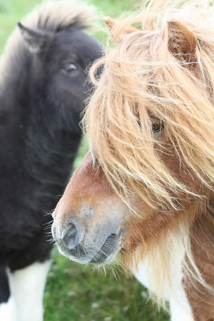 Close up of friendly Shetland Ponies on Yell in the Shetland Islands