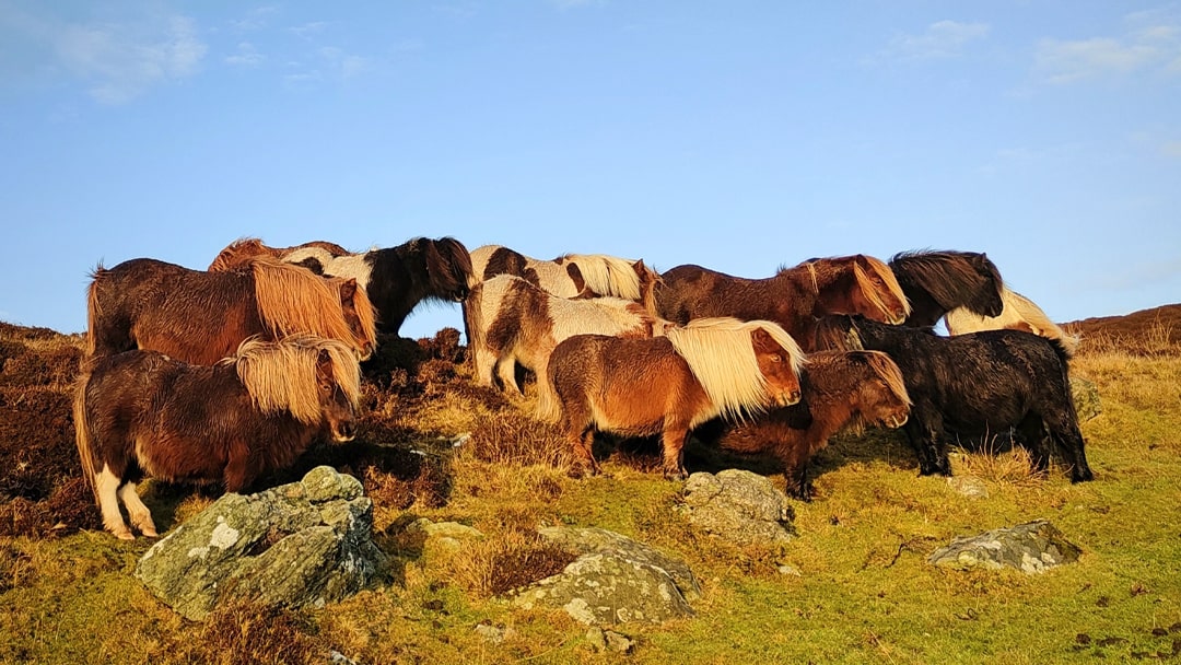 Shetland ponies on Scalloway hill