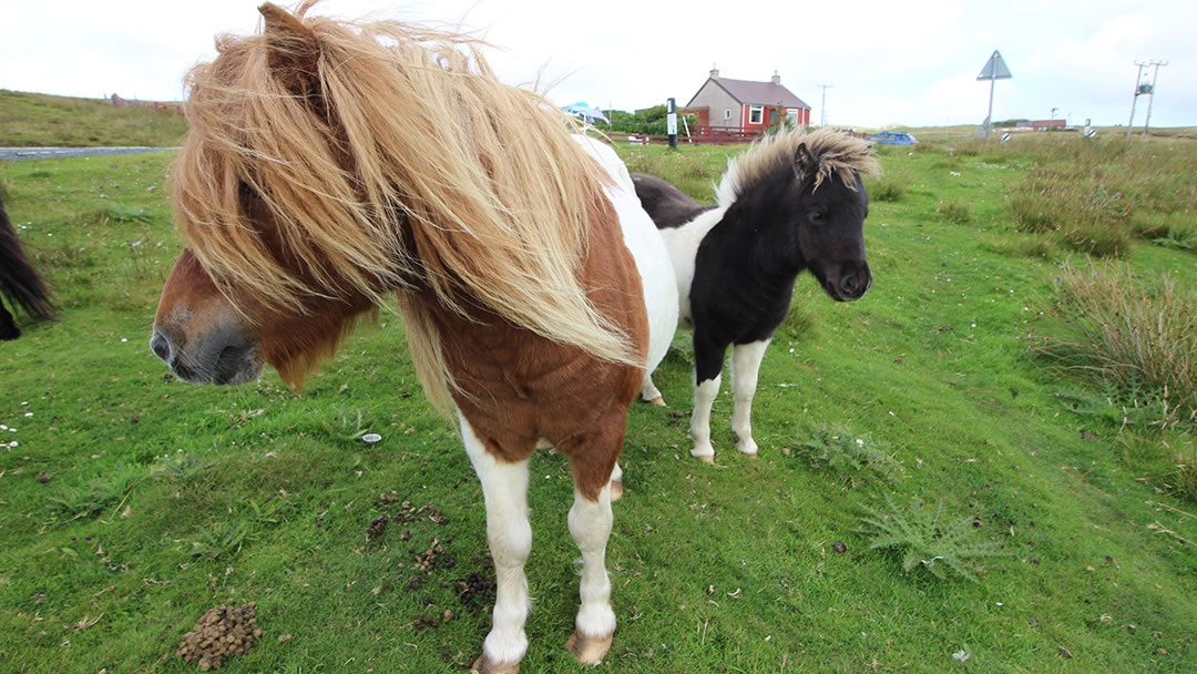 Friendly Shetland Ponies on Yell