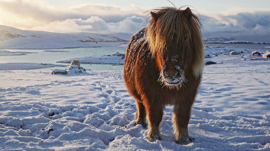 Shetland Pony in the snow