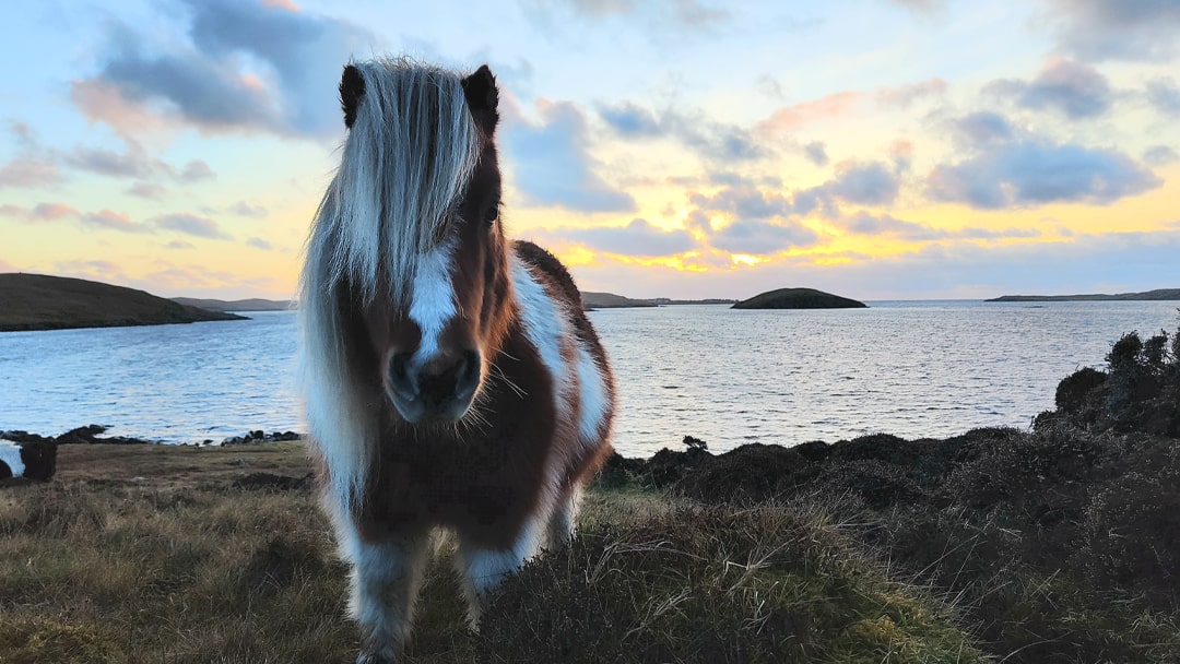 Shetland Pony in the Winter light, Scalloway