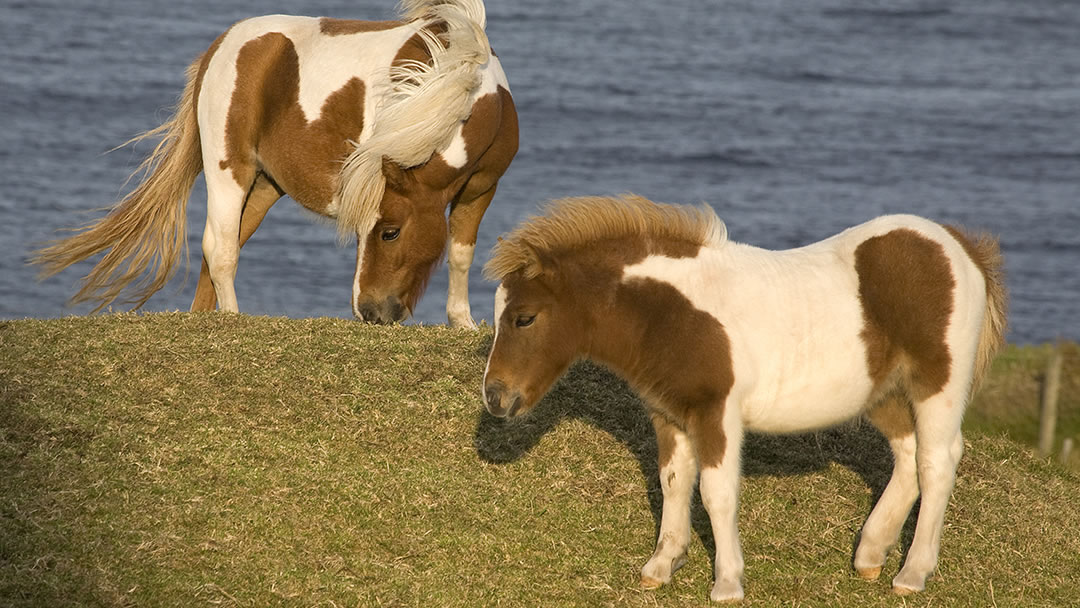 Shetland Ponies