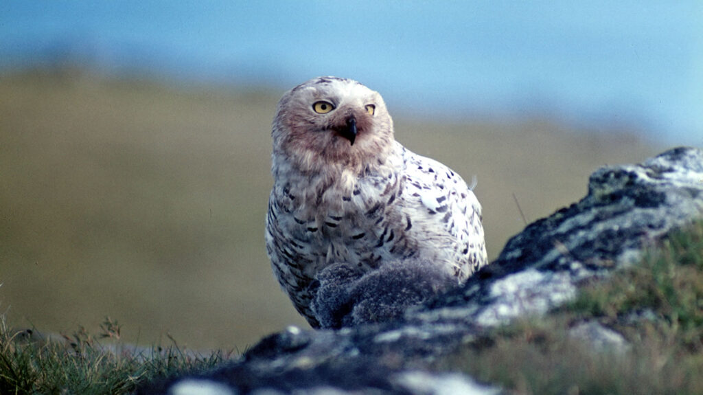 Snowy Owl and chick, taken in July 1967