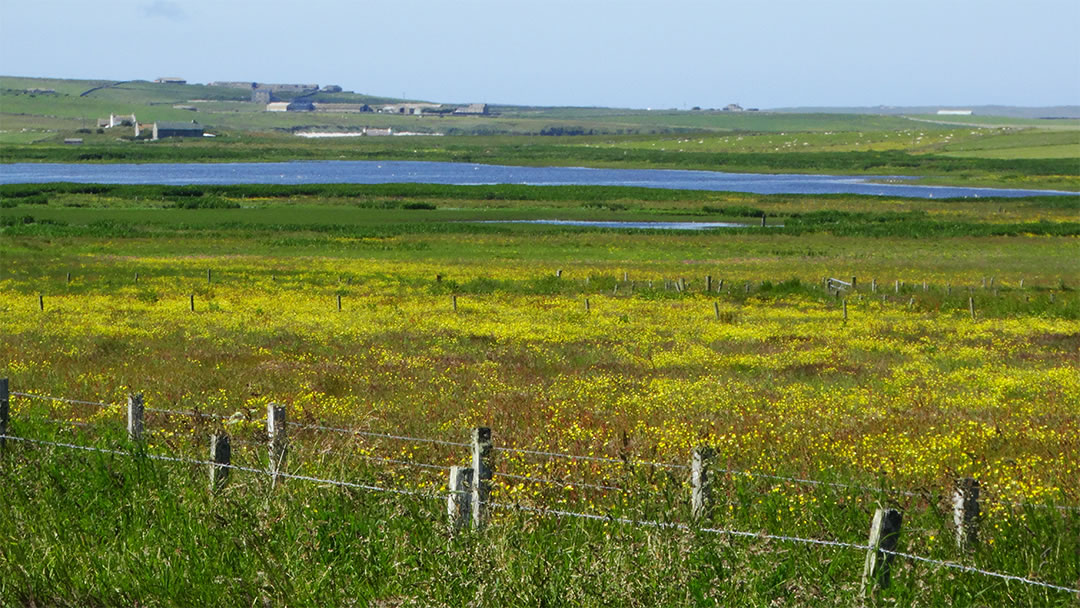 View towards Meikle Water from near Eastbank